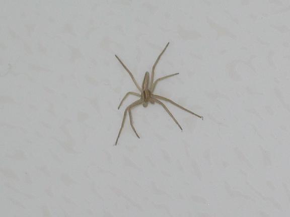 Tibellus sp. maschio